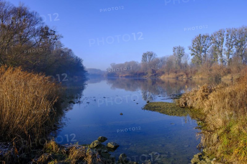 Riparian forests