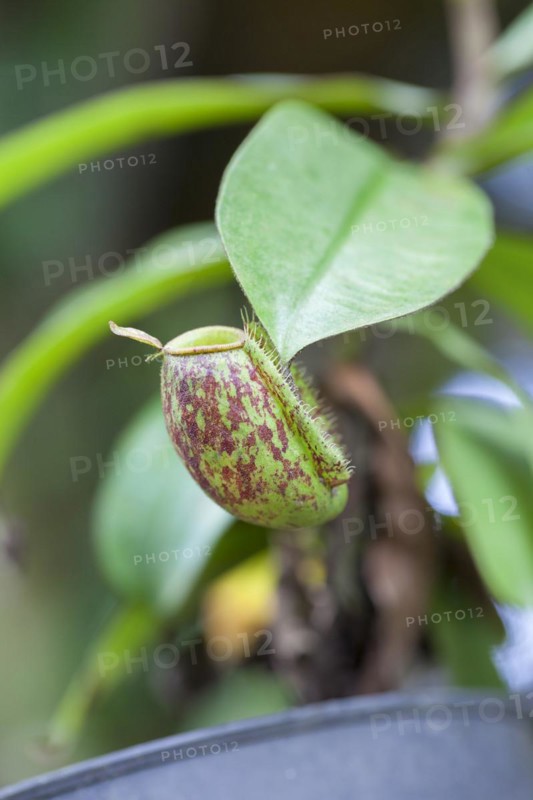 Calico flower