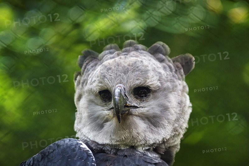 American harpy eagle