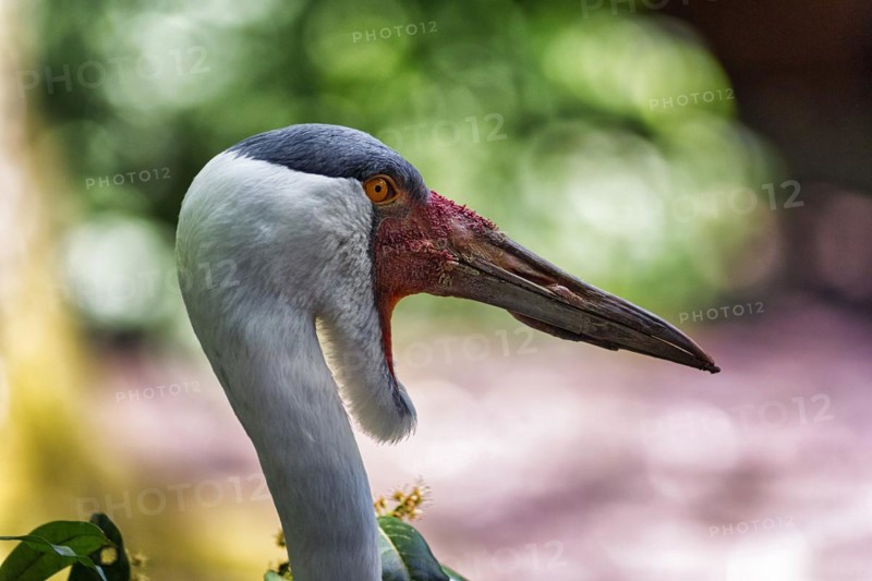 Wattled Crane