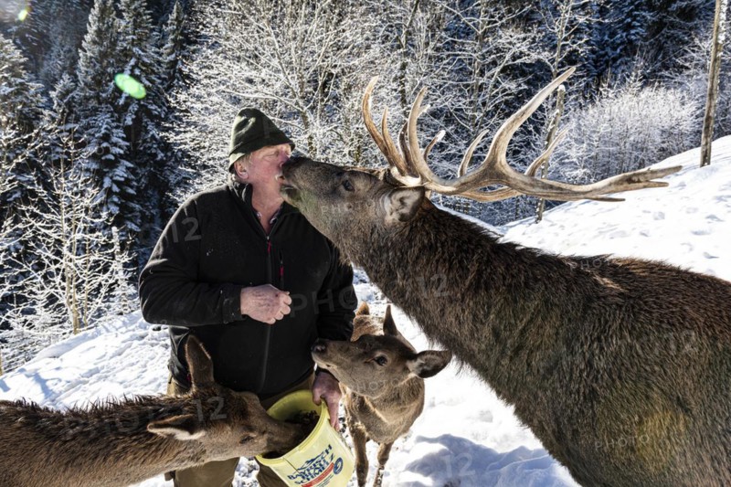Kiss. Deer