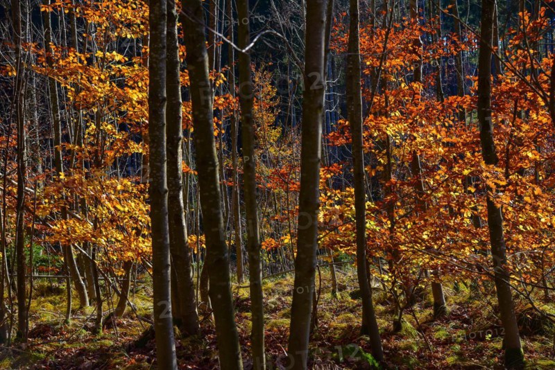 Beech conservation in autumnal light