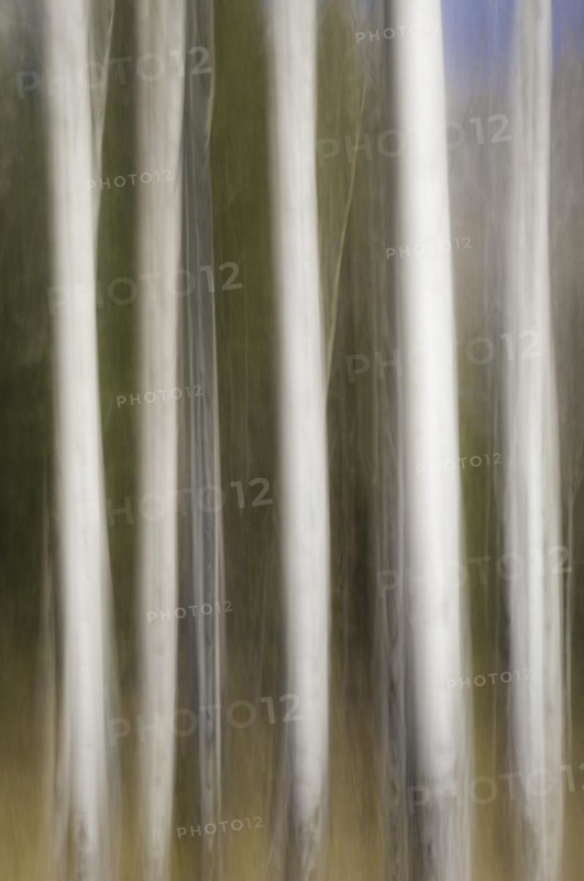 Motion blur of Quaking Aspen