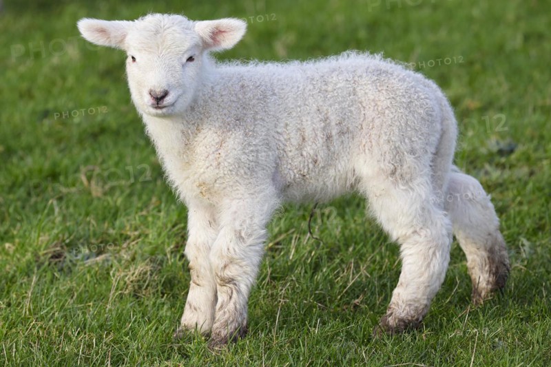 Domestic sheep