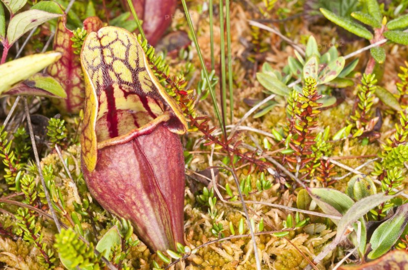 Pitcher plant