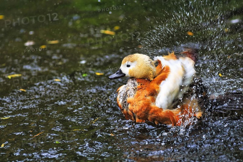 Ruddy Shelduck