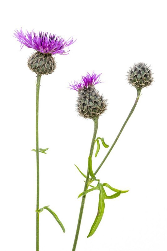 Brown knapweed