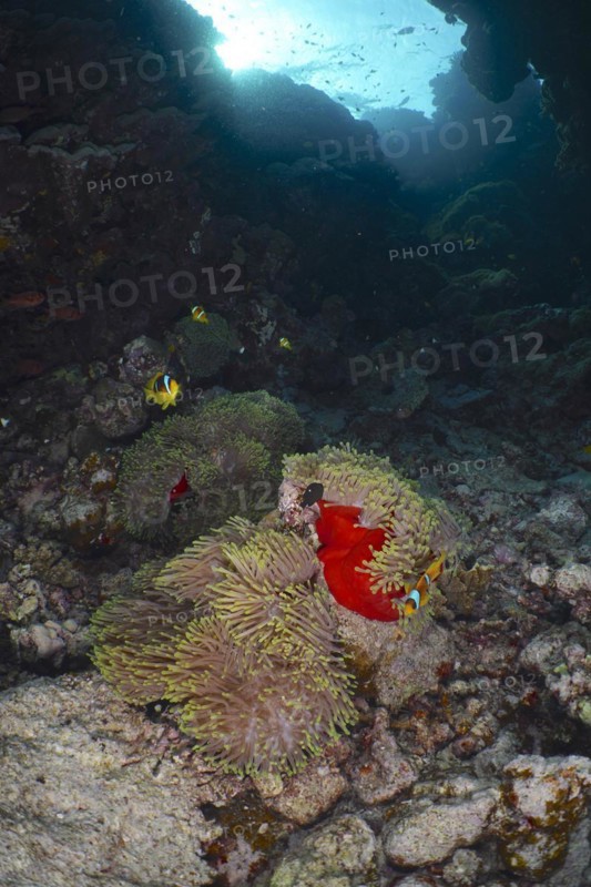 Magnificent sea anemone