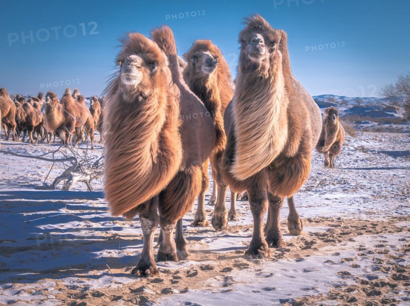Camels come home to Bulgan Province