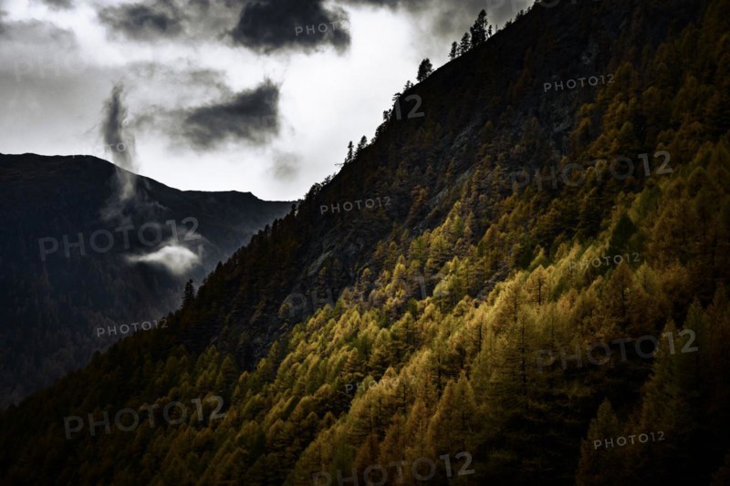 Autumn larch