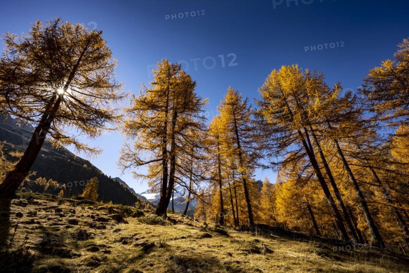 Autumn larches
