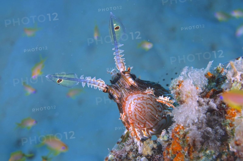 Portrait of pacific red lionfish
