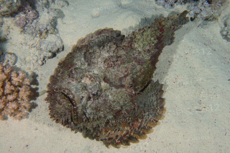 Reef stonefish