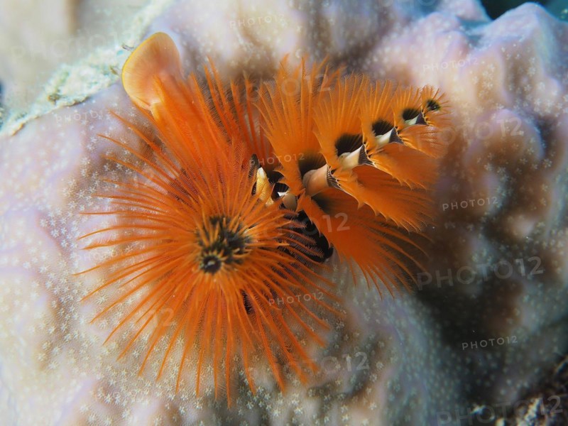 Orange Christmas Tree Worm