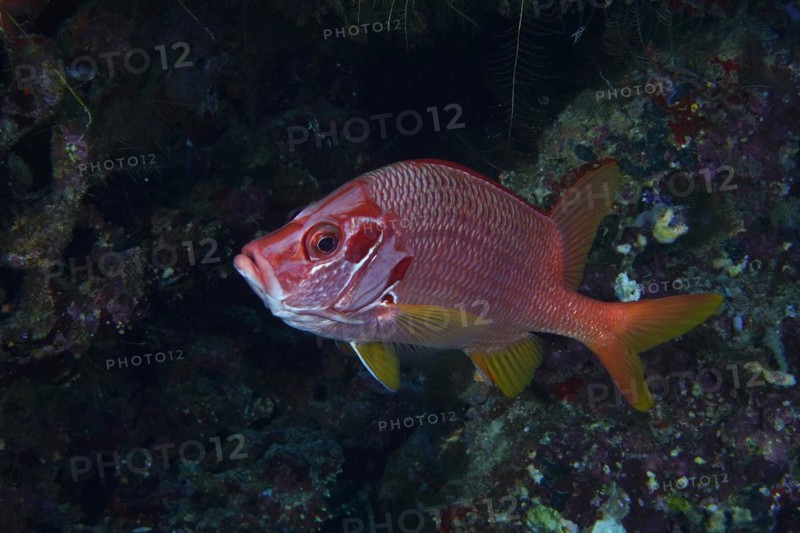 Sabre squirrelfish