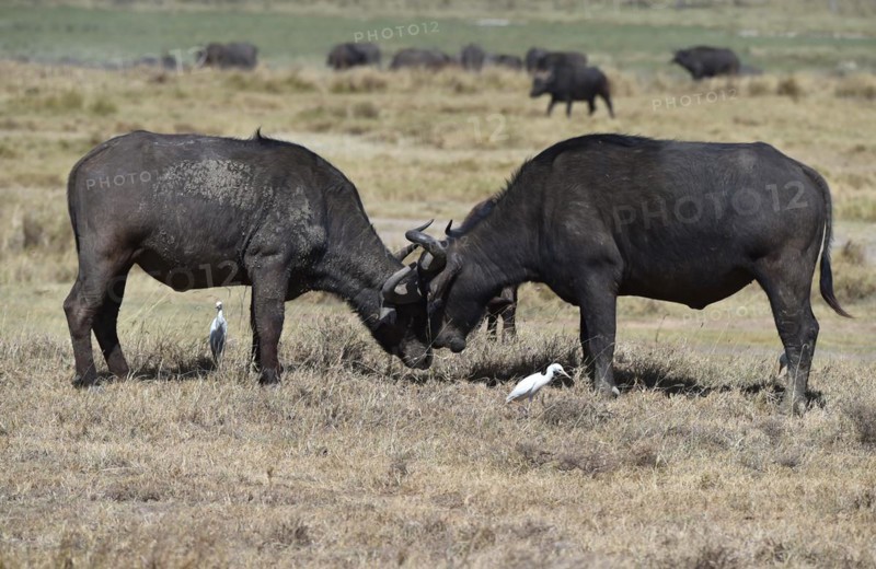 African buffalo