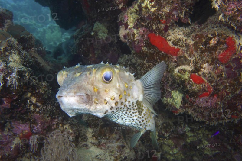Spotbase burrfish