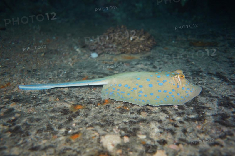 Bluespotted ribbontail ray