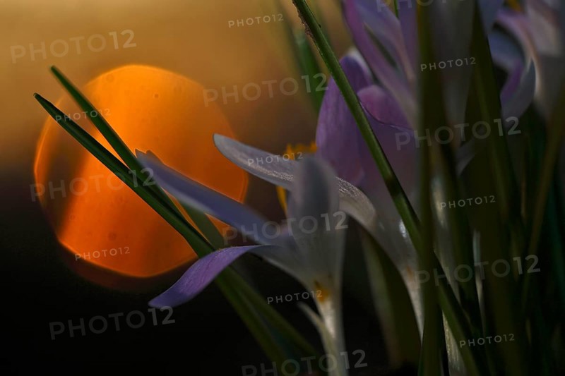 Spring crocus