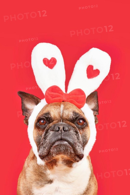 Cute French Bulldog dog wearing Valentines Day headband with bunny ears with hearts on red background