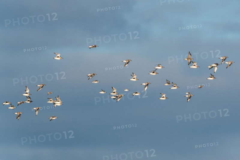 Grey Plover
