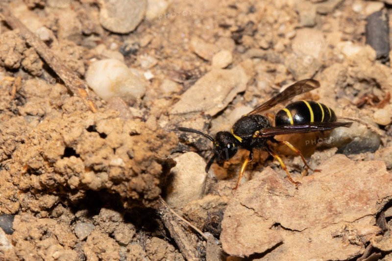 Common chimney wasp with open wings sitting next to brood tube seen on left side