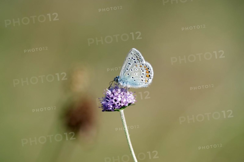 (Polyommatus icarus), Blue, Butterfly (Knautia arvensis), Meadow, The Small Blue sits on the flower of a single Knautia arvensis