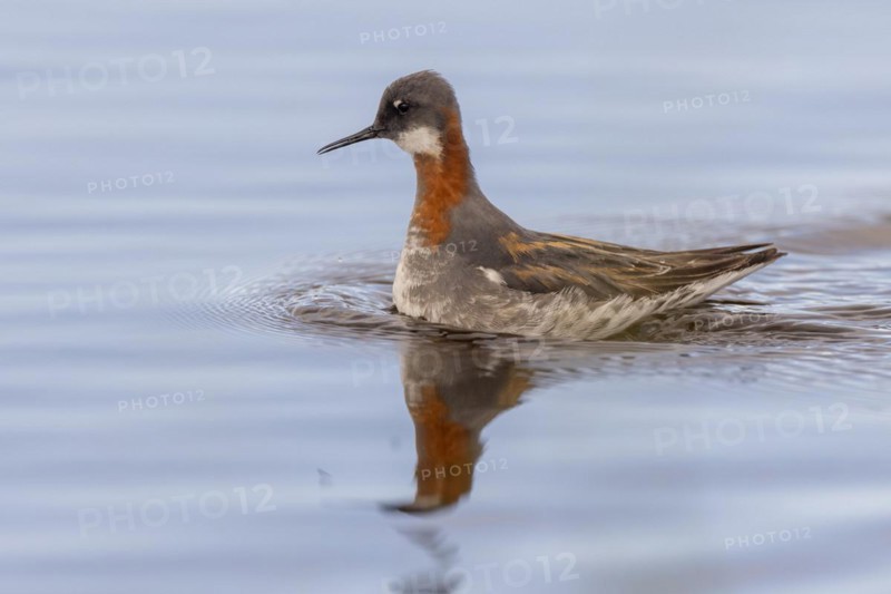 Red-necked phalarope