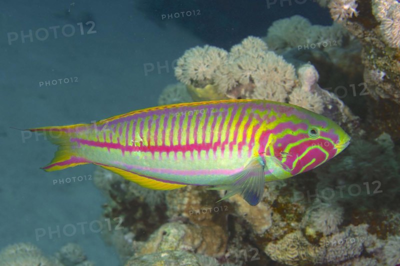 Red Sea Junker
