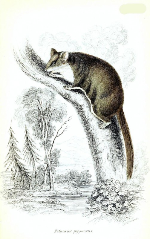 Feather-tailed