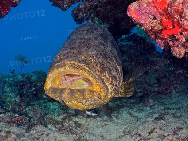 Atlantic goliath grouper