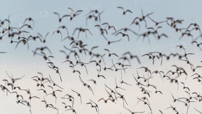 Grey Plover