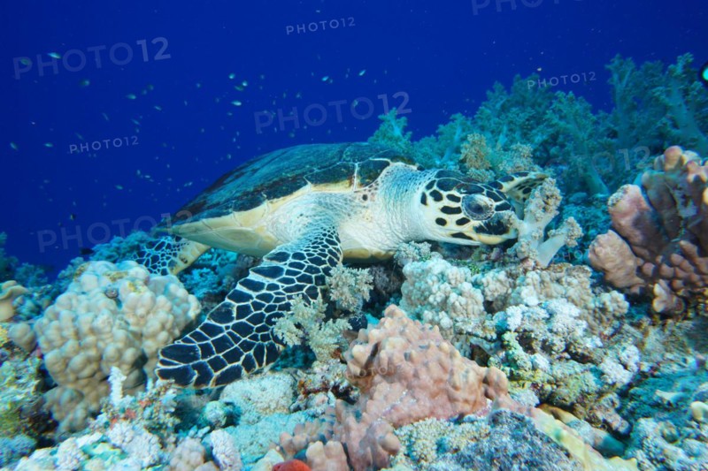 Hawksbill sea turtle