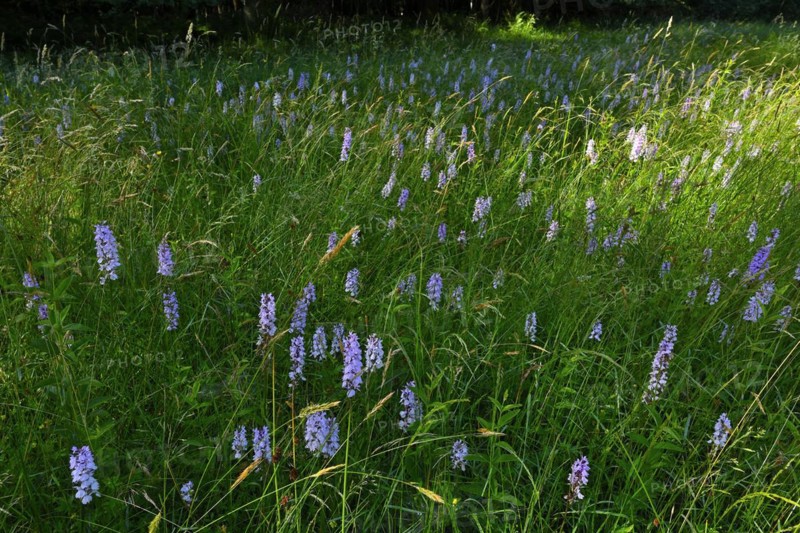 Spotted moorland spotted orchid