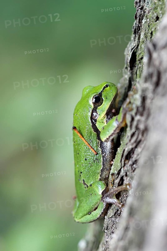 European tree frog