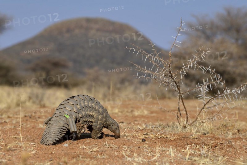 Ground pangolin