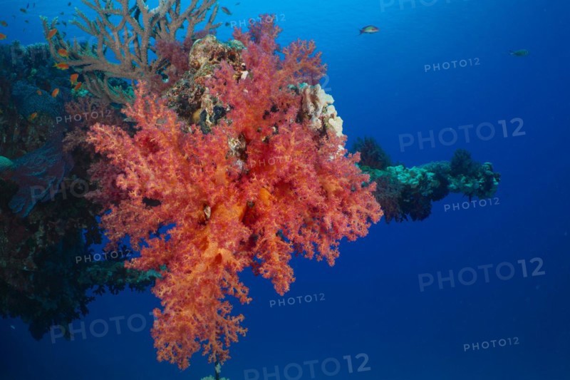 Hemprichs tree coral
