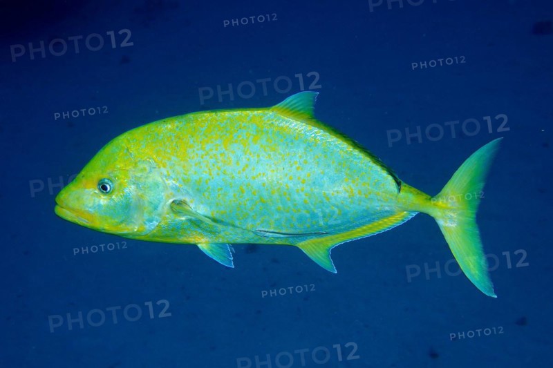Orange-spotted trevally