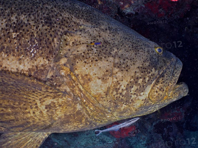 Close-up of atlantic goliath grouper