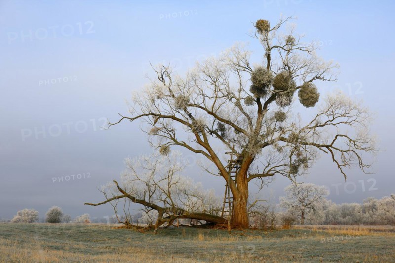 Tree in a meadow with hoarfrost and mistletoe in winter