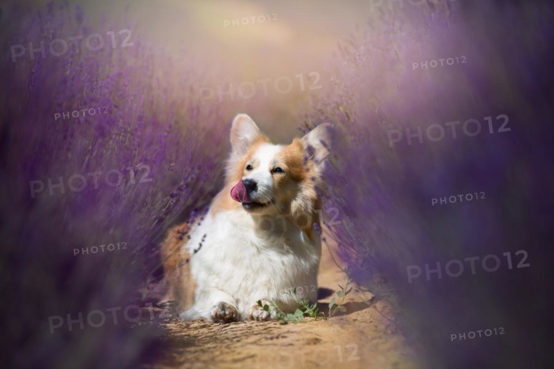 Welsh Corgi Pembroke dog