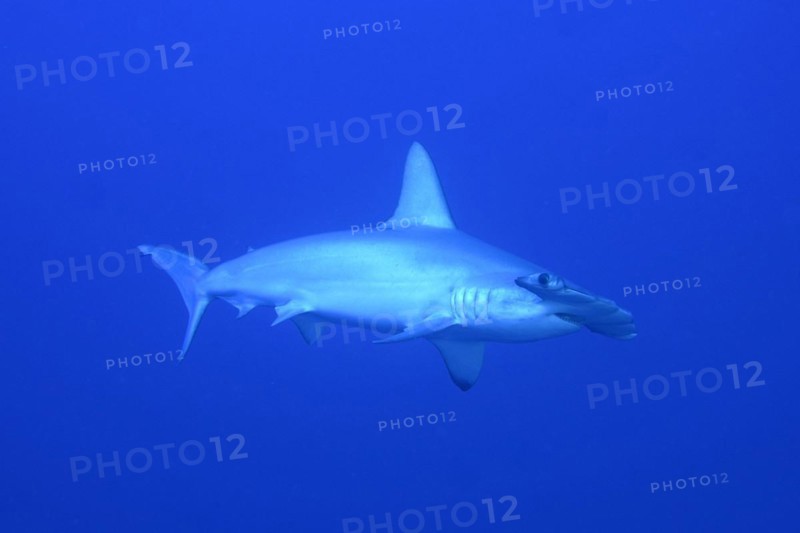 Scalloped hammerhead