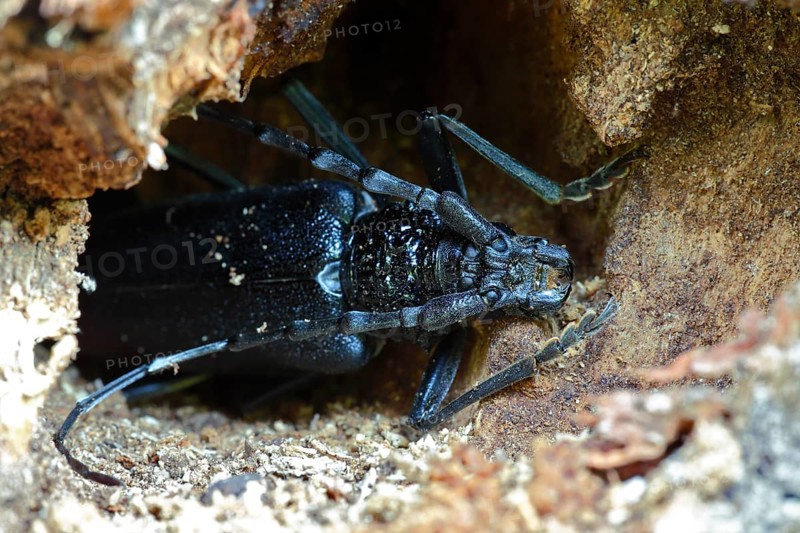 Great capricorn beetle