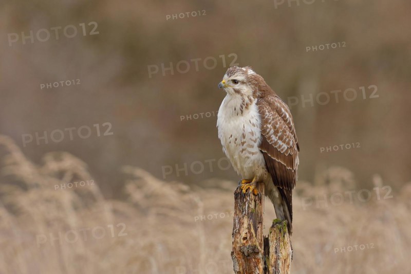 Common steppe buzzard