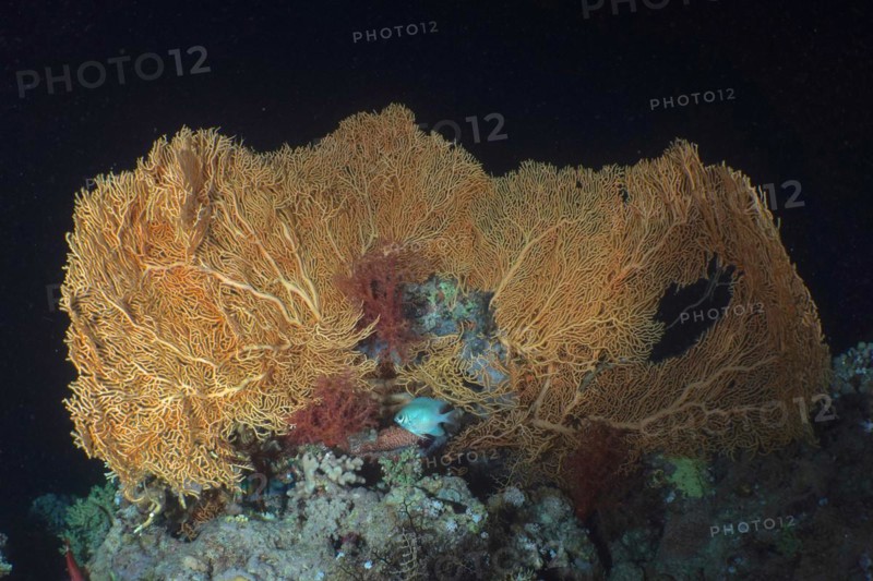 Giant sea fan