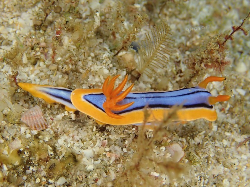 Hamiltons Chromodoris
