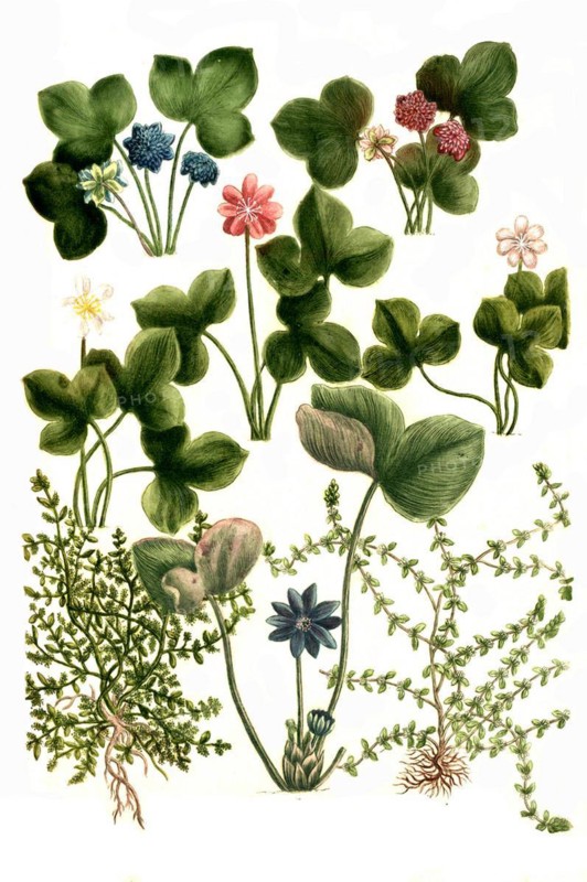 Botany