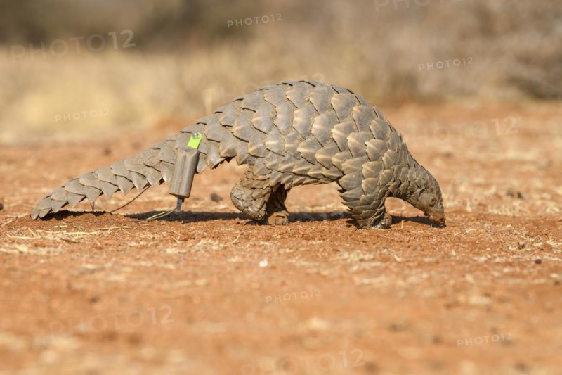 Ground pangolin