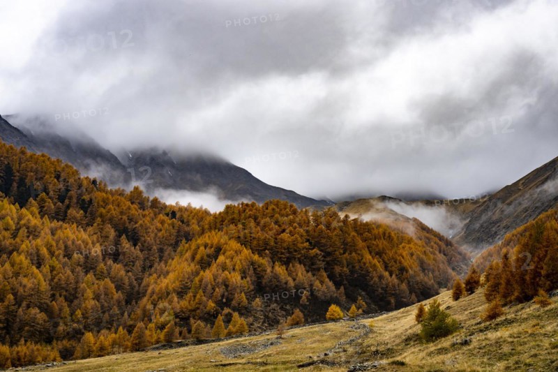 Autumn larch