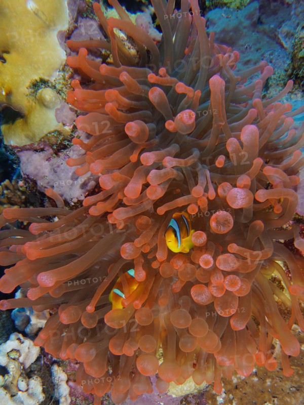 Fluorescent bubble-tip anemone